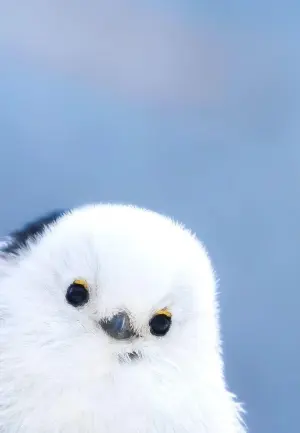 しまえなが