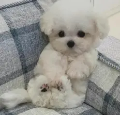 らびぶーけ
